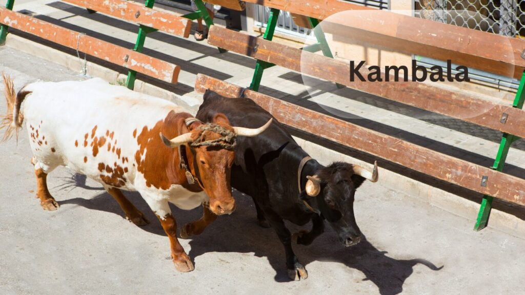 Kambala in Mangalore 