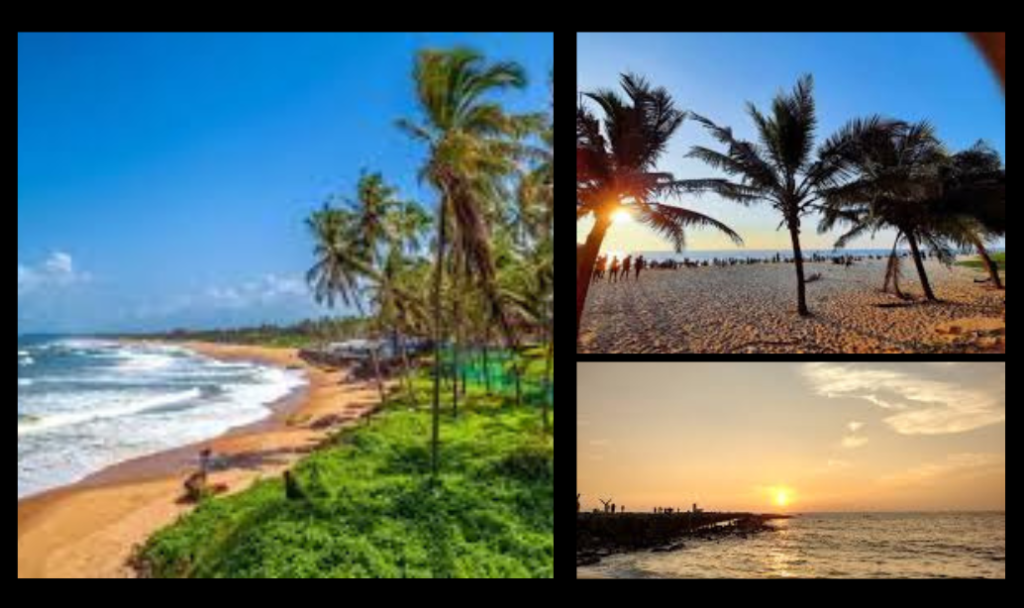 beach with coconut tree