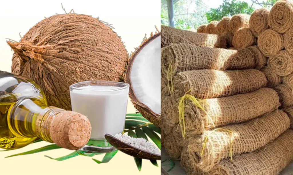 _Coconut-Based Products